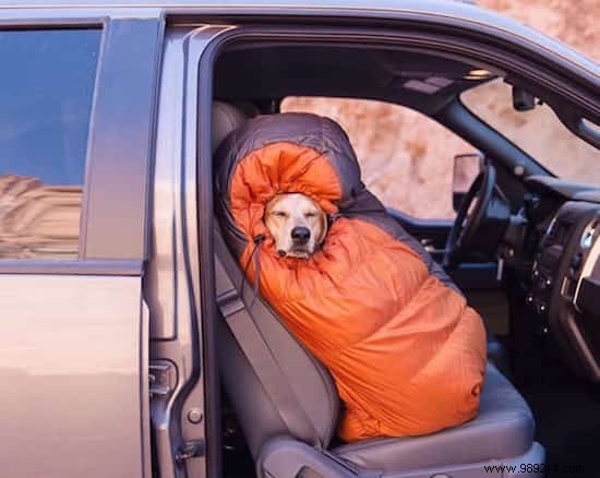20 Heartwarming Photos Proving Camping with Your Dog is Unforgettable