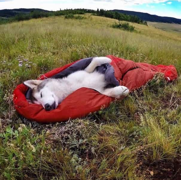 20 Heartwarming Photos Proving Camping with Your Dog is Unforgettable
