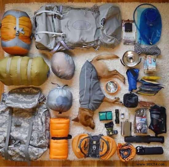 20 Heartwarming Photos Proving Camping with Your Dog is Unforgettable