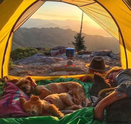 20 Heartwarming Photos Proving Camping with Your Dog is Unforgettable