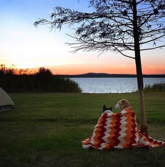 20 Heartwarming Photos Proving Camping with Your Dog is Unforgettable