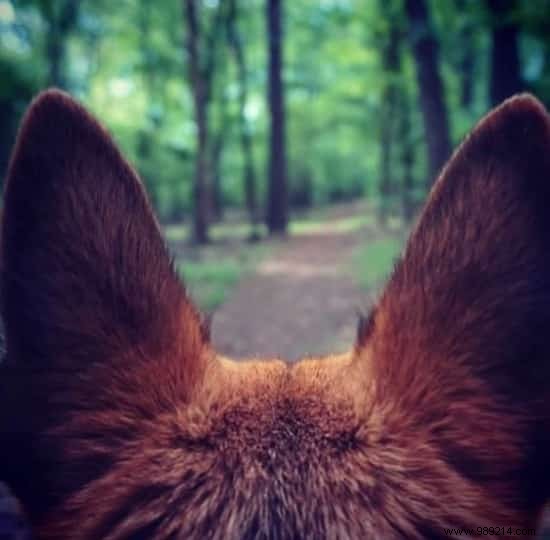 20 Heartwarming Photos Proving Camping with Your Dog is Unforgettable