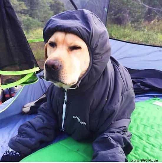 20 Heartwarming Photos Proving Camping with Your Dog is Unforgettable