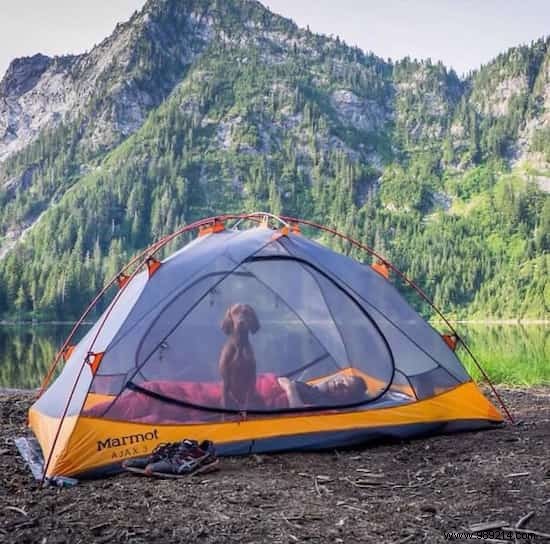 20 Heartwarming Photos Proving Camping with Your Dog is Unforgettable