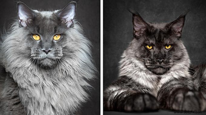 12 Stunning Maine Coon Portraits by Renowned Photographer Robert Sijka