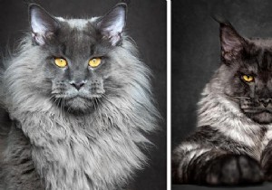 12 Stunning Maine Coon Portraits by Renowned Photographer Robert Sijka