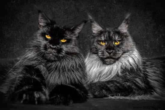 12 Stunning Maine Coon Portraits by Renowned Photographer Robert Sijka