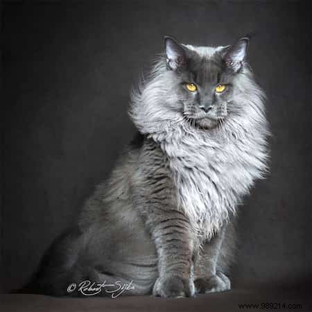 12 Stunning Maine Coon Portraits by Renowned Photographer Robert Sijka
