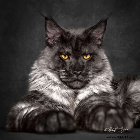 12 Stunning Maine Coon Portraits by Renowned Photographer Robert Sijka