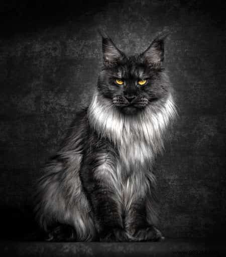 12 Stunning Maine Coon Portraits by Renowned Photographer Robert Sijka