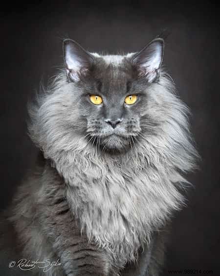 12 Stunning Maine Coon Portraits by Renowned Photographer Robert Sijka
