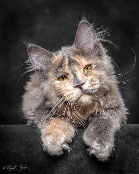 12 Stunning Maine Coon Portraits by Renowned Photographer Robert Sijka