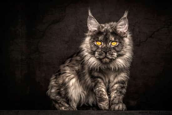12 Stunning Maine Coon Portraits by Renowned Photographer Robert Sijka