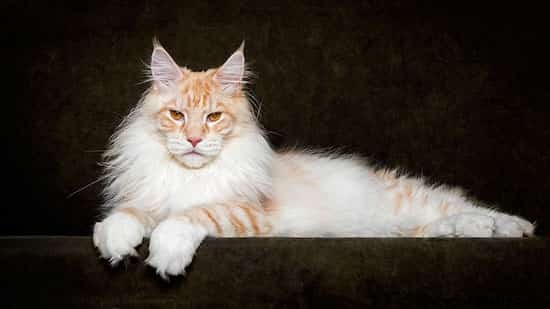 12 Stunning Maine Coon Portraits by Renowned Photographer Robert Sijka