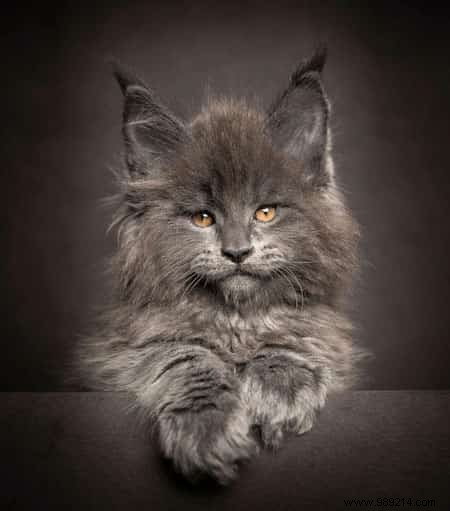 12 Stunning Maine Coon Portraits by Renowned Photographer Robert Sijka