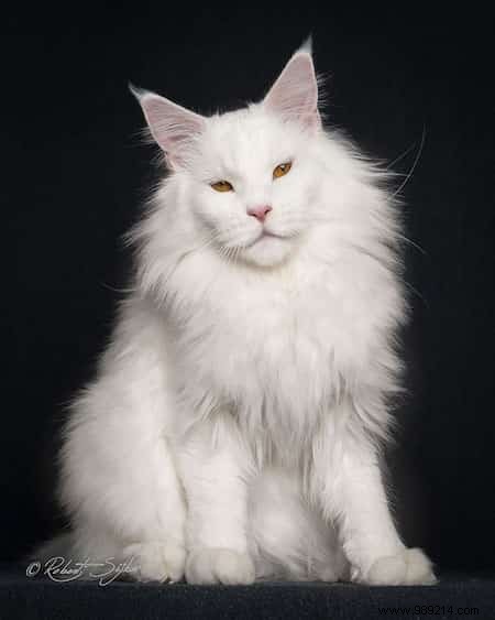 12 Stunning Maine Coon Portraits by Renowned Photographer Robert Sijka