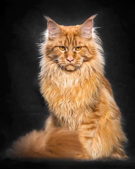 12 Stunning Maine Coon Portraits by Renowned Photographer Robert Sijka