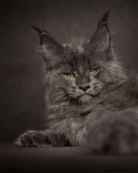 12 Stunning Maine Coon Portraits by Renowned Photographer Robert Sijka