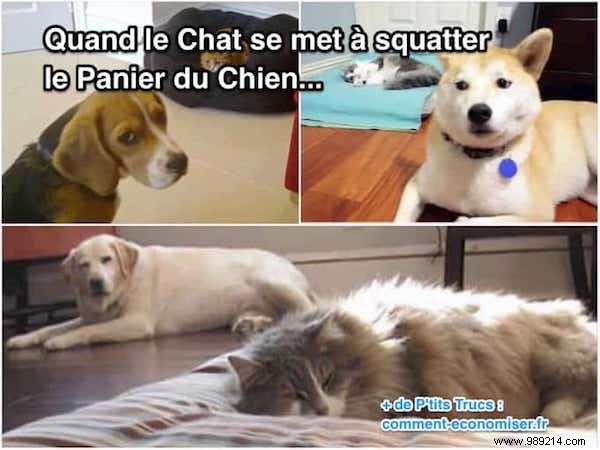 16 Hilarious Photos of Cats Boldly Taking Over Dogs  Beds