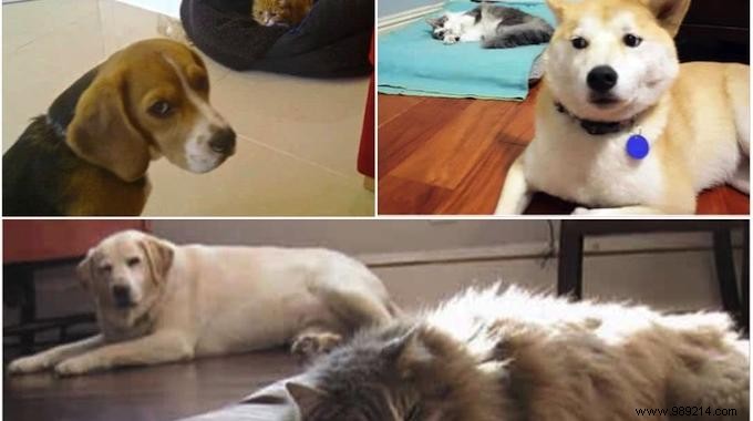 16 Hilarious Photos of Cats Boldly Taking Over Dogs  Beds