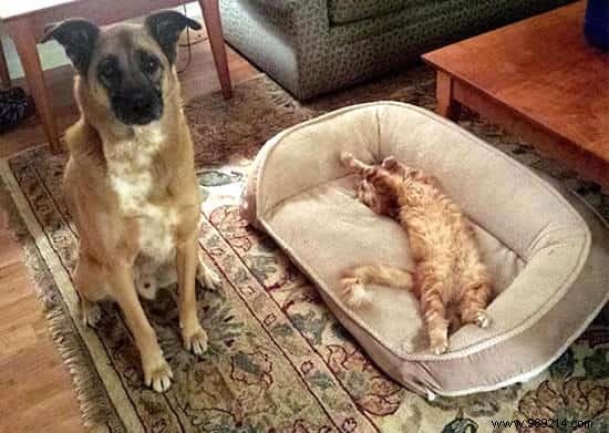 16 Hilarious Photos of Cats Boldly Taking Over Dogs  Beds