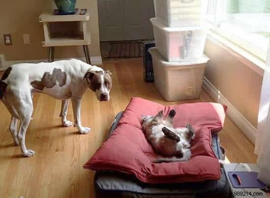 16 Hilarious Photos of Cats Boldly Taking Over Dogs  Beds