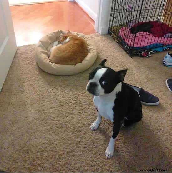 16 Hilarious Photos of Cats Boldly Taking Over Dogs  Beds