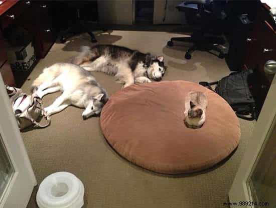 16 Hilarious Photos of Cats Boldly Taking Over Dogs  Beds