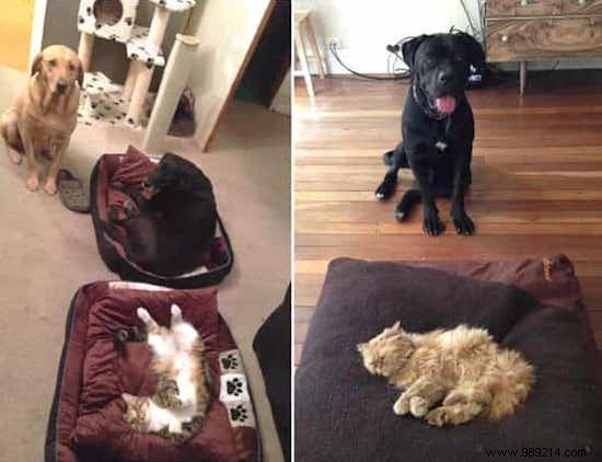 16 Hilarious Photos of Cats Boldly Taking Over Dogs  Beds