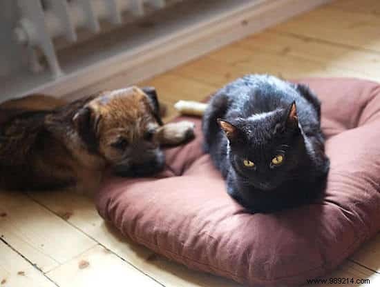 16 Hilarious Photos of Cats Boldly Taking Over Dogs  Beds