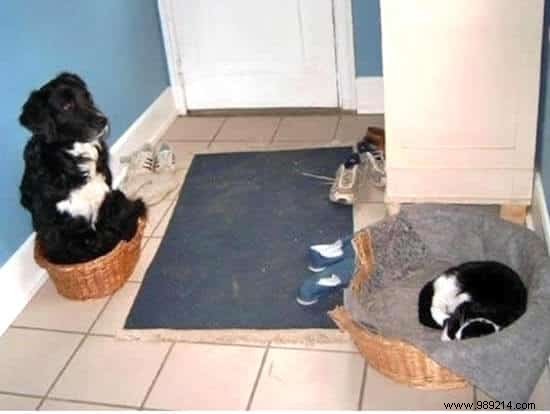 16 Hilarious Photos of Cats Boldly Taking Over Dogs  Beds