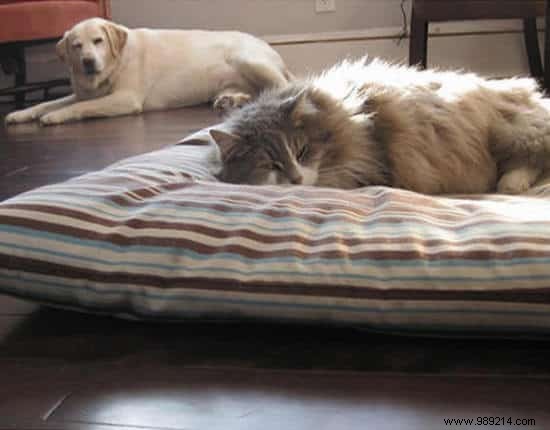 16 Hilarious Photos of Cats Boldly Taking Over Dogs  Beds