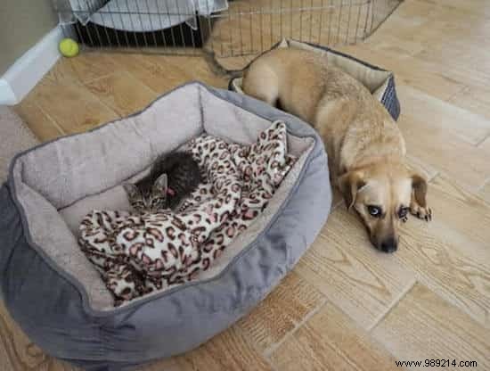 16 Hilarious Photos of Cats Boldly Taking Over Dogs  Beds