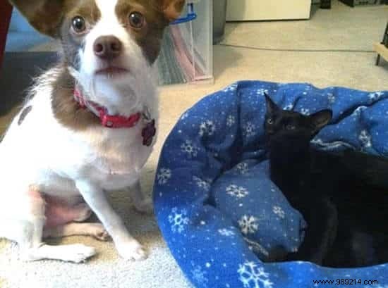 16 Hilarious Photos of Cats Boldly Taking Over Dogs  Beds