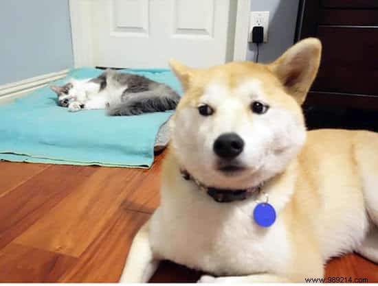 16 Hilarious Photos of Cats Boldly Taking Over Dogs  Beds