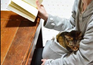 Kangaroo Sweatshirt: Carry Your Cat Everywhere in Comfort