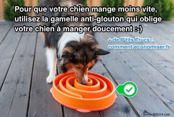 Slow-Feeder Dog Bowl: Promote Healthy, Slower Eating for Your Pet