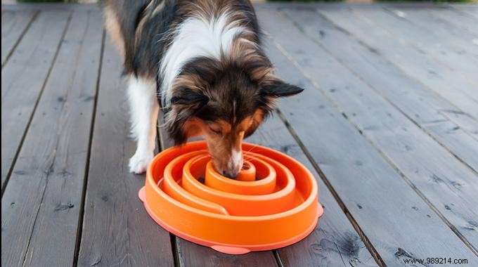 Slow-Feeder Dog Bowl: Promote Healthy, Slower Eating for Your Pet