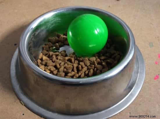 Slow-Feeder Dog Bowl: Promote Healthy, Slower Eating for Your Pet