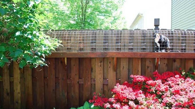 How to Safely Let Your Cat Explore the Outdoors: Build a Secure Garden Enclosure