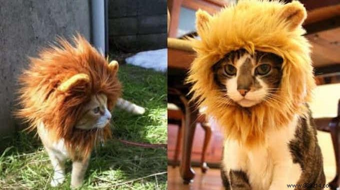 Adorable Lion s Mane Halloween Costume for Cats – Fun, Festive, and Cozy
