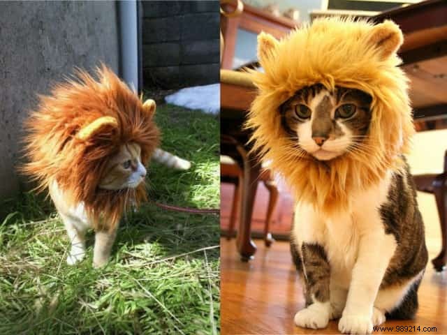 Adorable Lion s Mane Halloween Costume for Cats – Fun, Festive, and Cozy