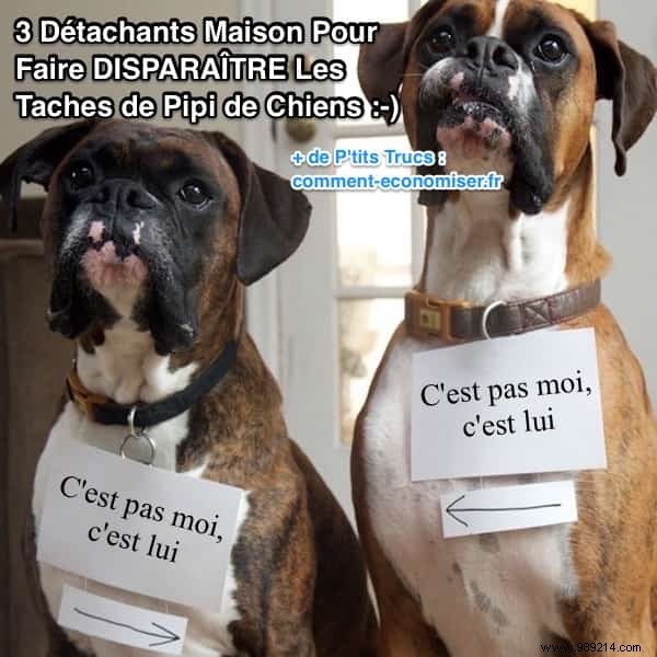 3 Proven Homemade Stain Removers for Dog Urine, Vomit, and Mud