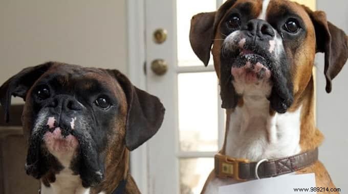 3 Proven Homemade Stain Removers for Dog Urine, Vomit, and Mud