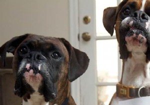 3 Proven Homemade Stain Removers for Dog Urine, Vomit, and Mud