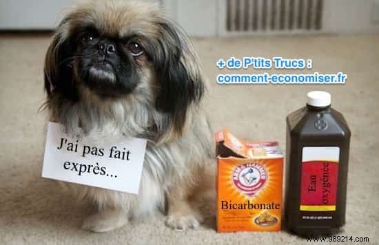 3 Proven Homemade Stain Removers for Dog Urine, Vomit, and Mud