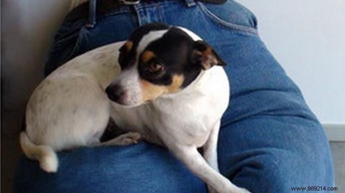 10 Proven Tips to Save Money on Dog Ownership – Advice from Experienced Pet Owners