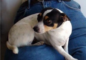 10 Proven Tips to Save Money on Dog Ownership – Advice from Experienced Pet Owners