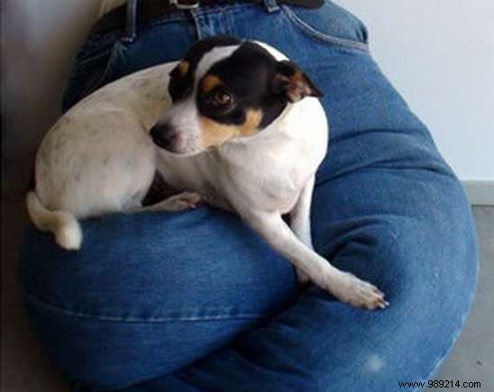 10 Proven Tips to Save Money on Dog Ownership – Advice from Experienced Pet Owners