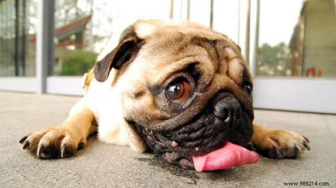 7 Essential Tips to Protect Your Dog from Heatstroke This Summer